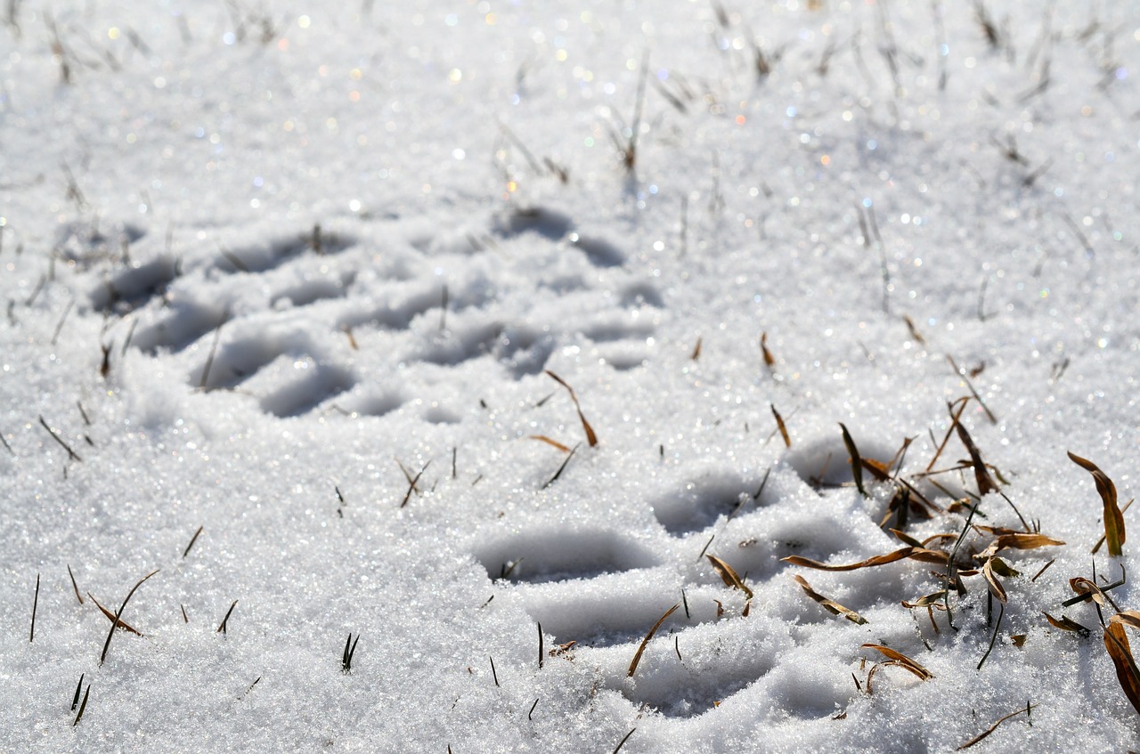 footprint snow white free photo