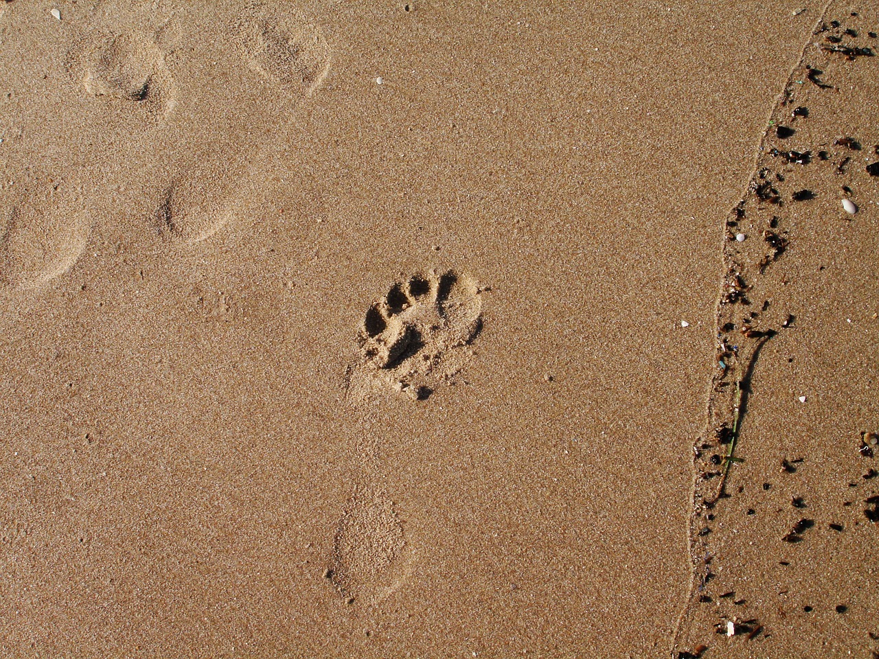 footprint sand beach free photo