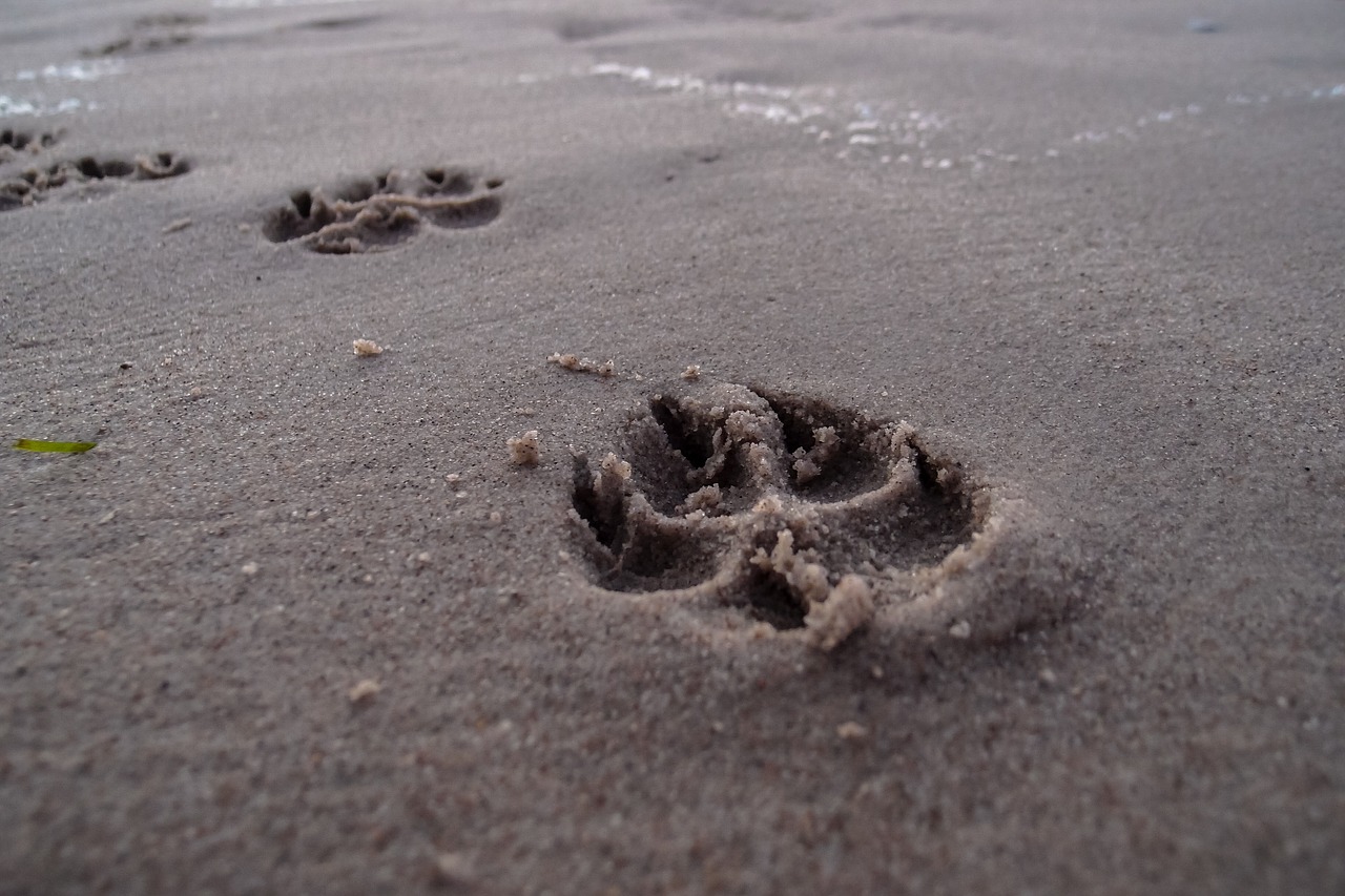 footprint beach dog free photo