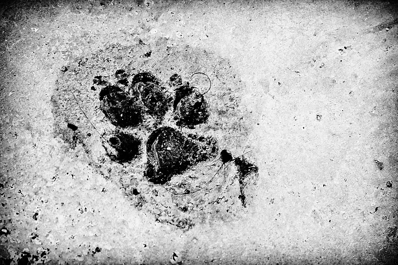 footprint dog friend free photo