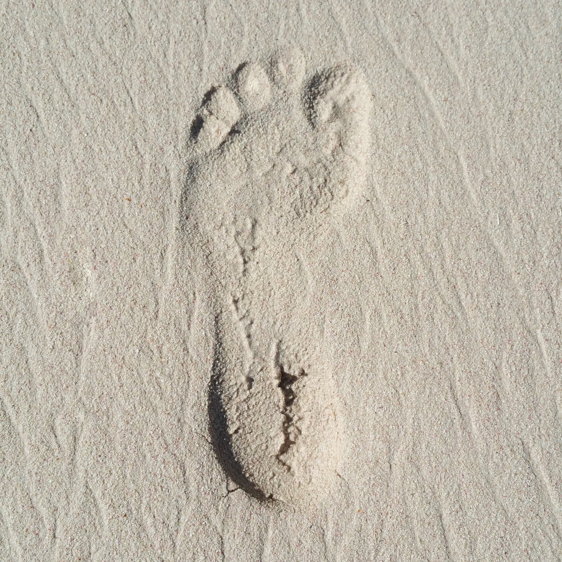 barefoot beach foot free photo