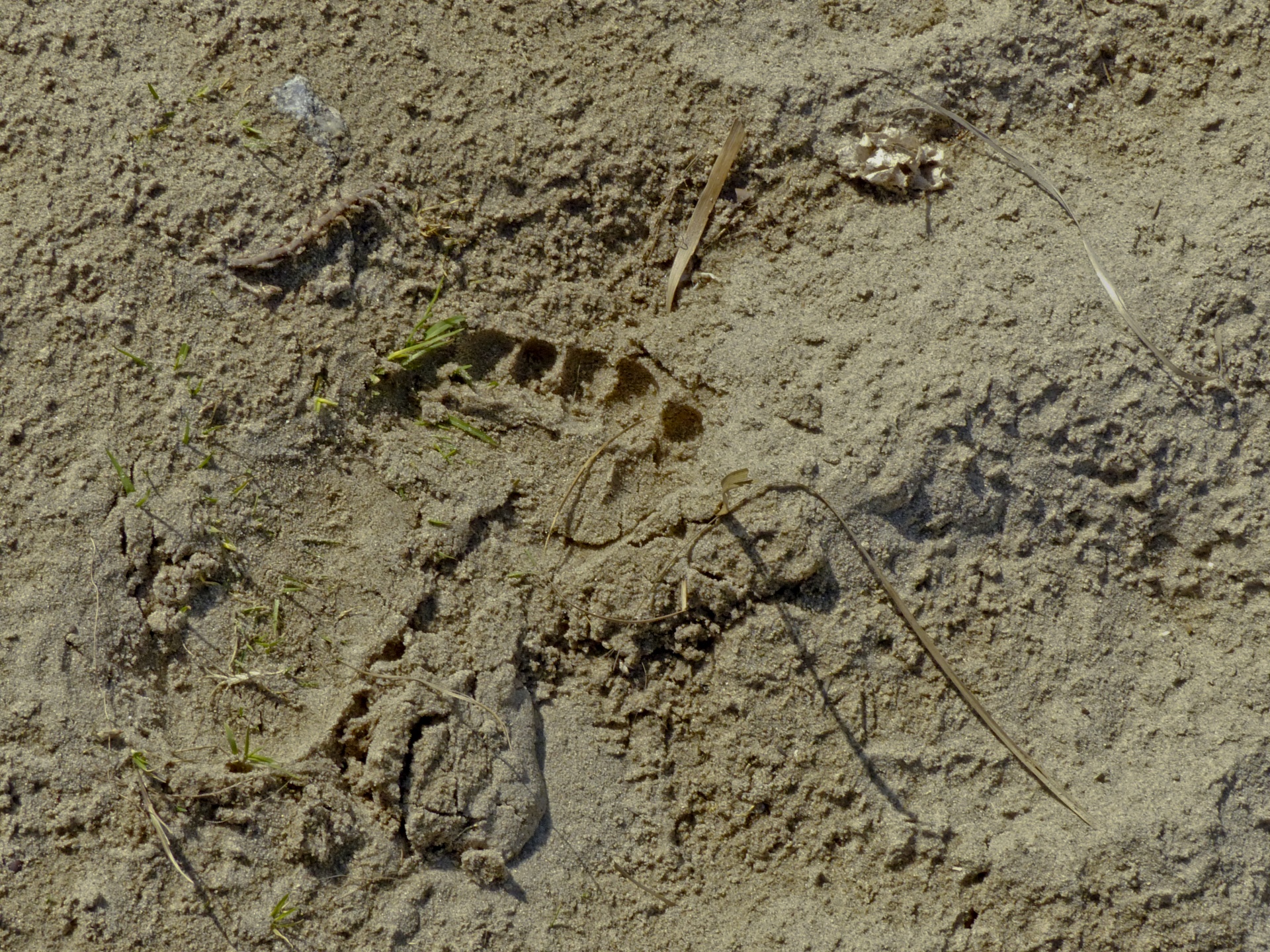 one foot footprint sand free photo