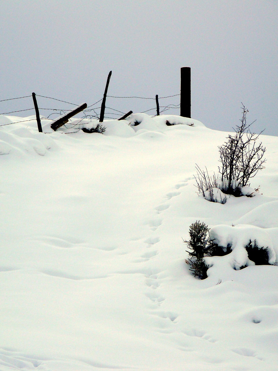 footprints winter tracks free photo