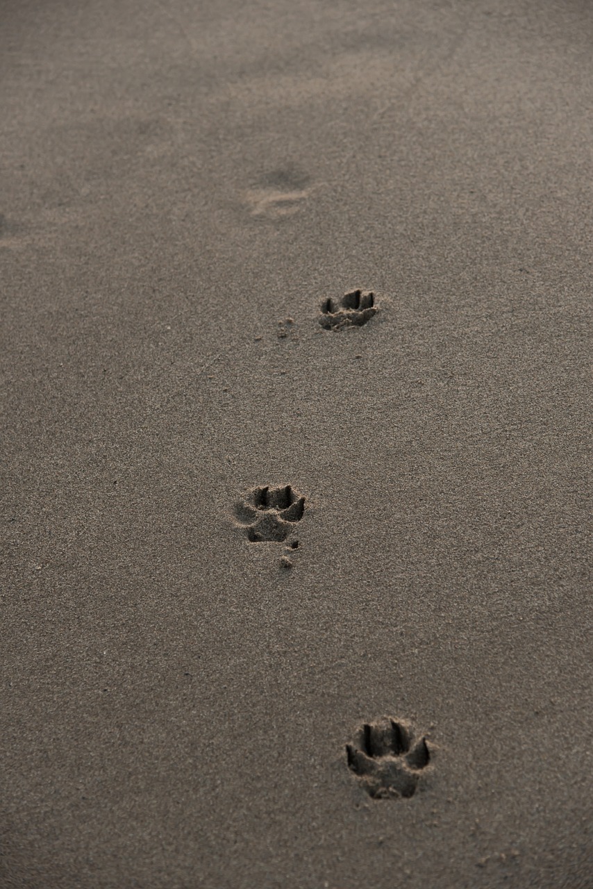 footprints beach sand free photo