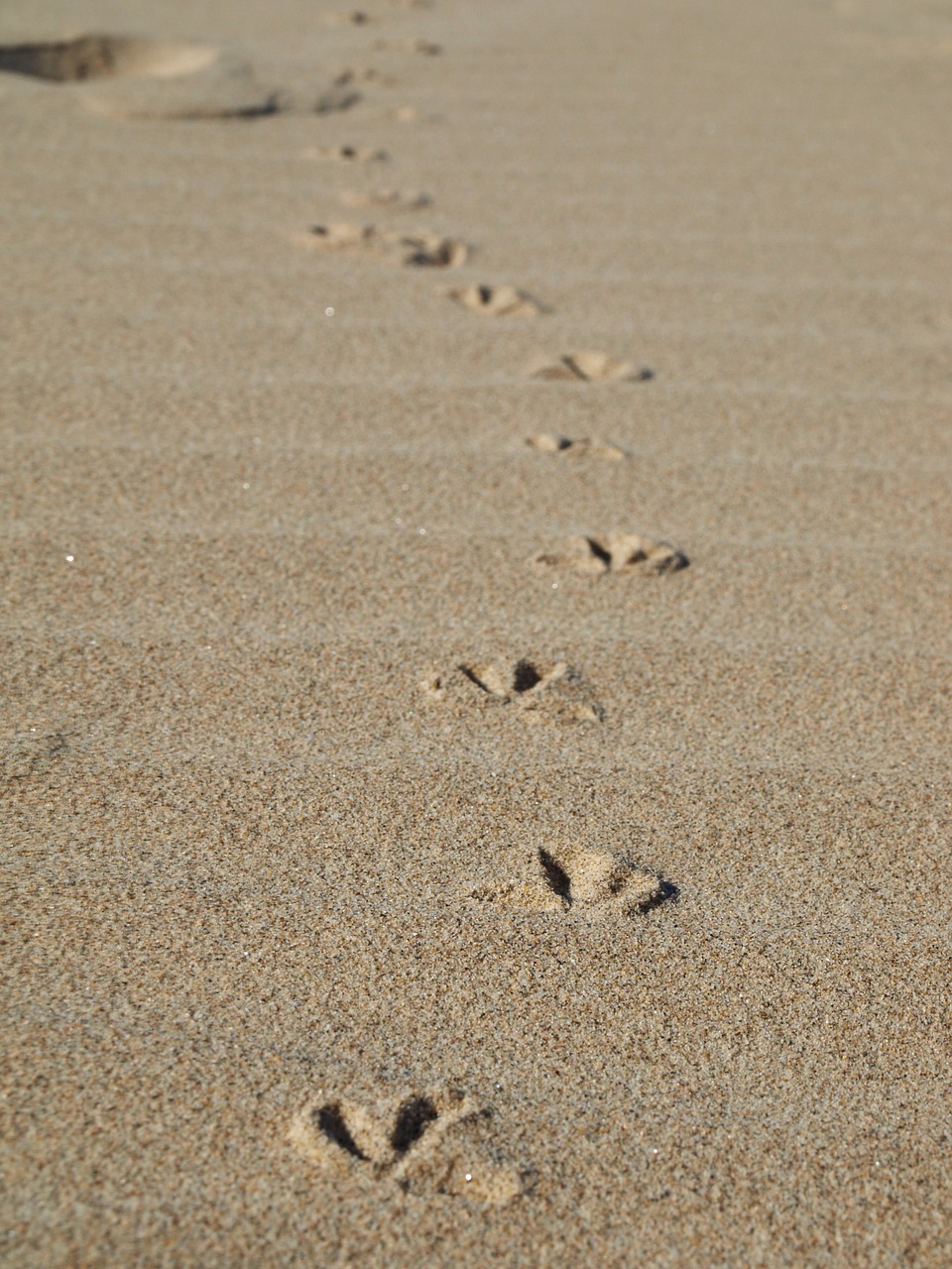 footprints beach seagull free photo