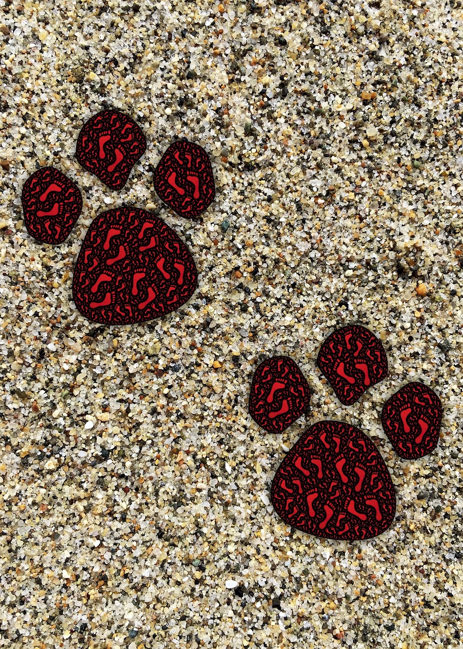 footprints paw animal free photo