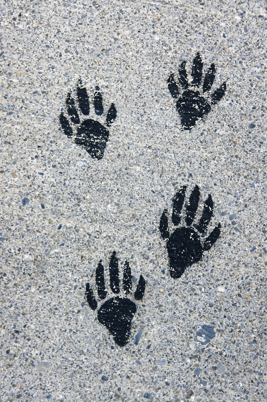 footprints paws ground free photo