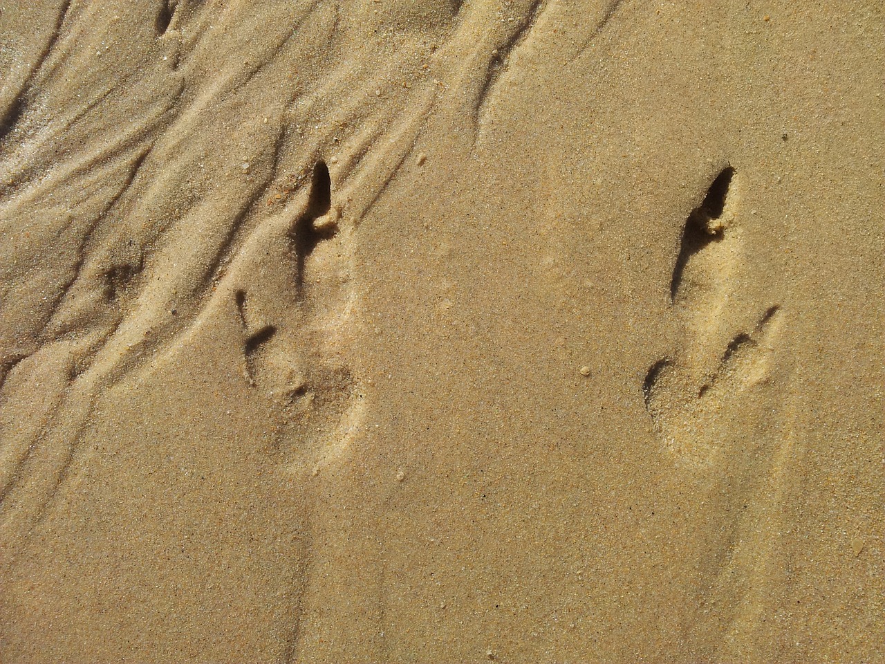 footprints sand tracks free photo