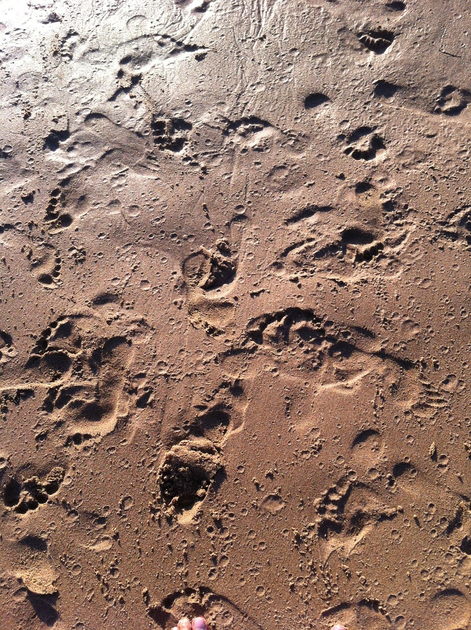 footprints wet sand beach free photo