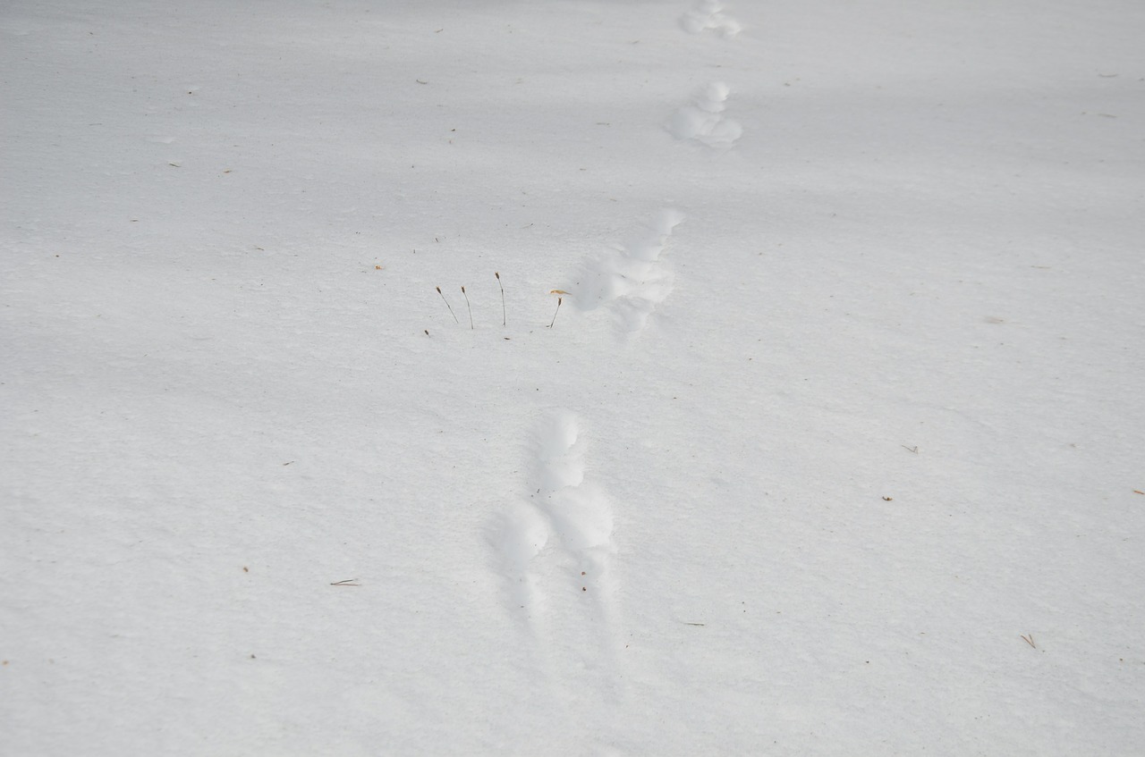 footprints snow nature free photo