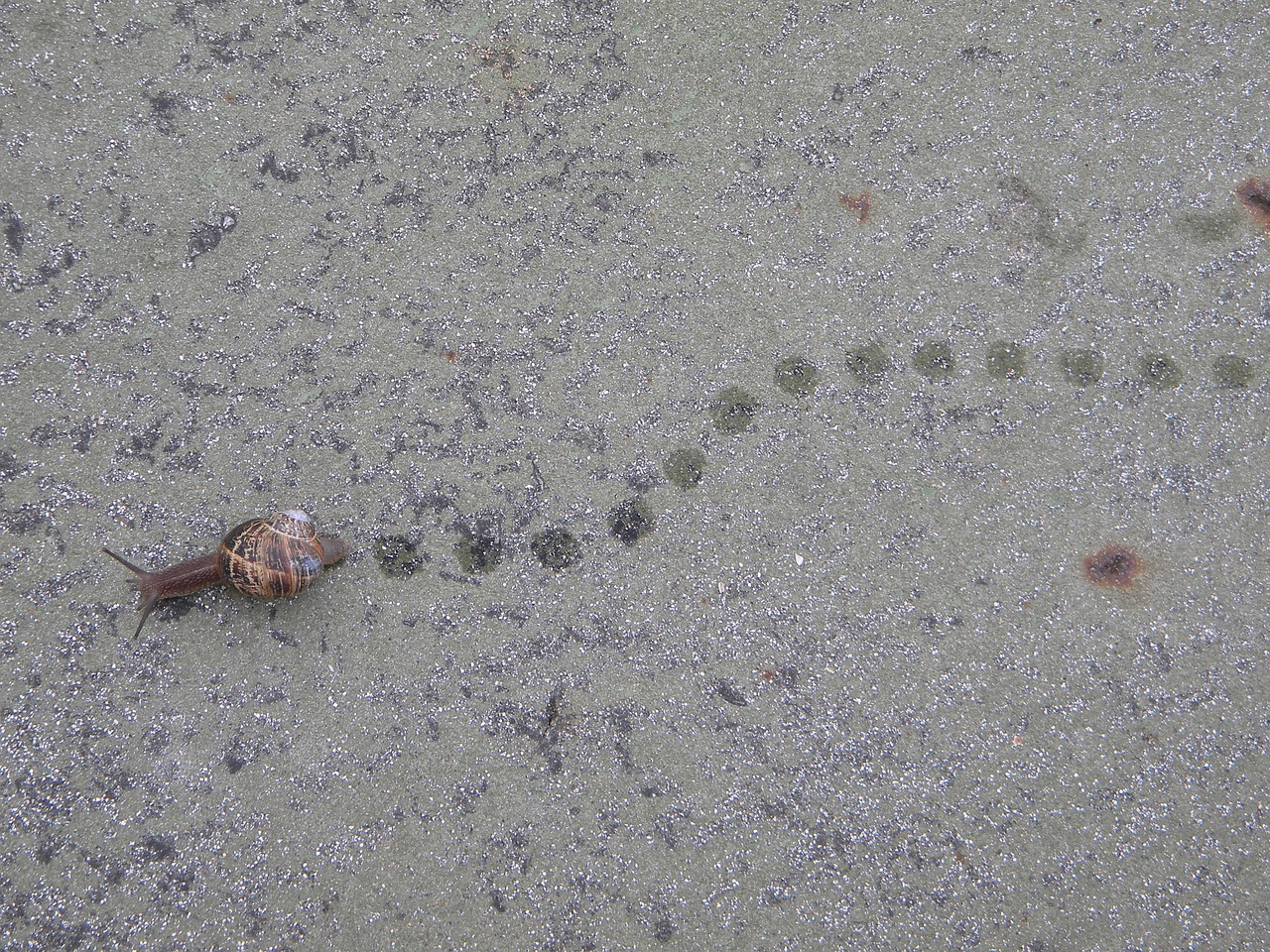 footprints snail path free photo