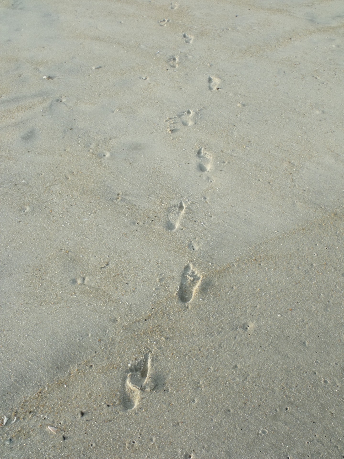 footprints footprints in the sand free pictures free photo