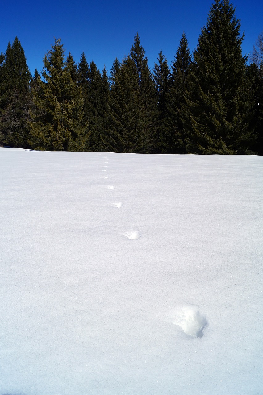 footsteps  snow  steps free photo