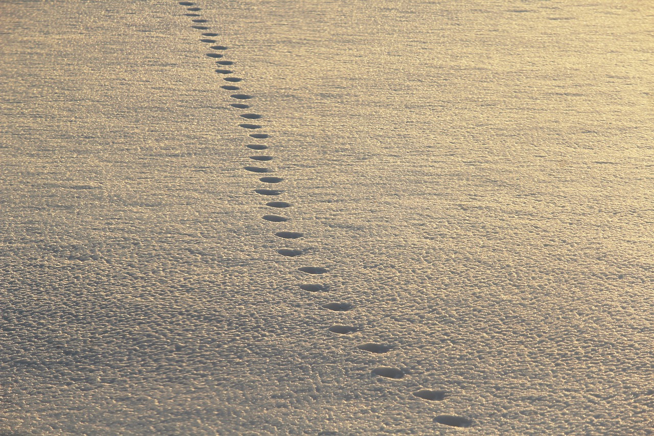 footsteps  snow  walking free photo
