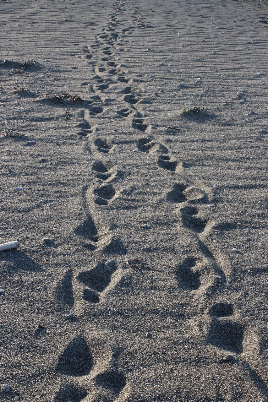 footsteps sand walk free photo