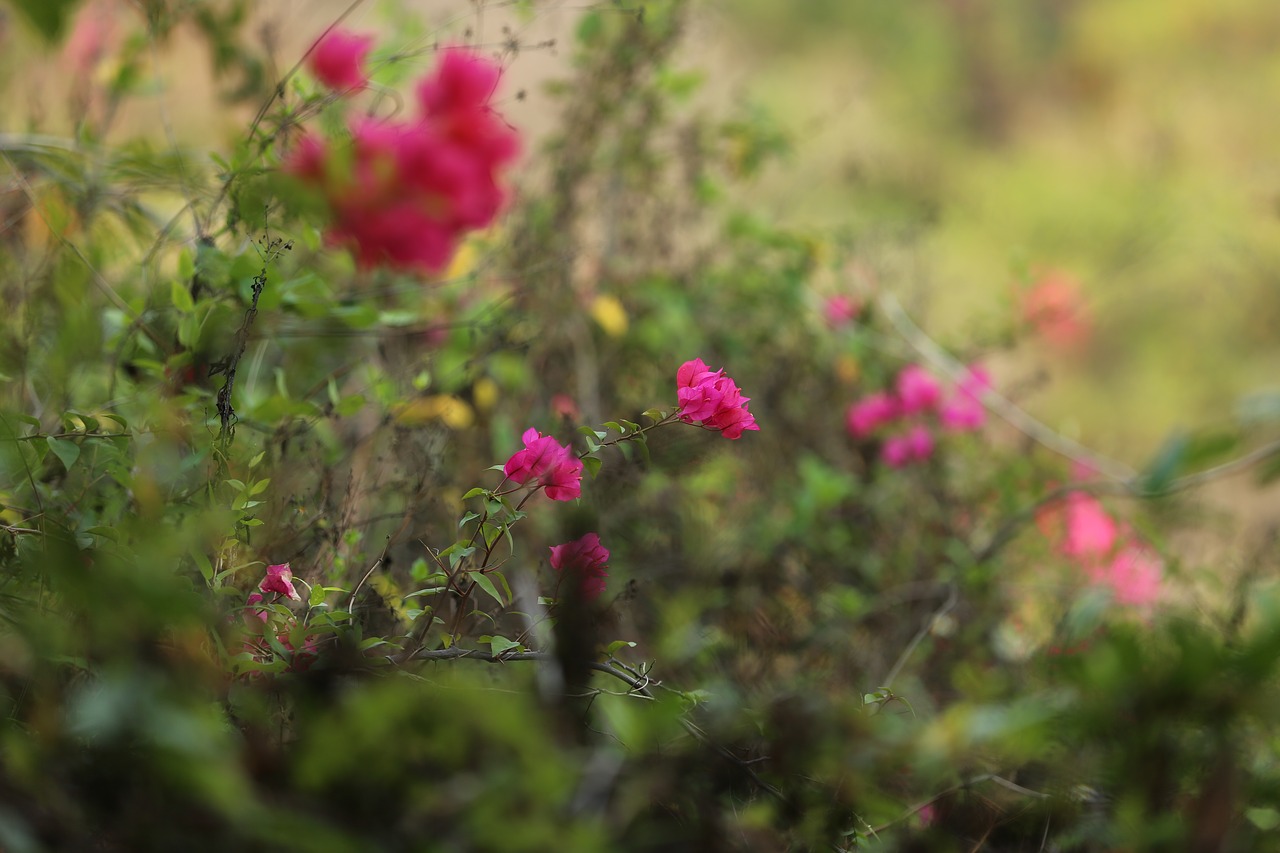 for bougainvillea spectabilis free photo