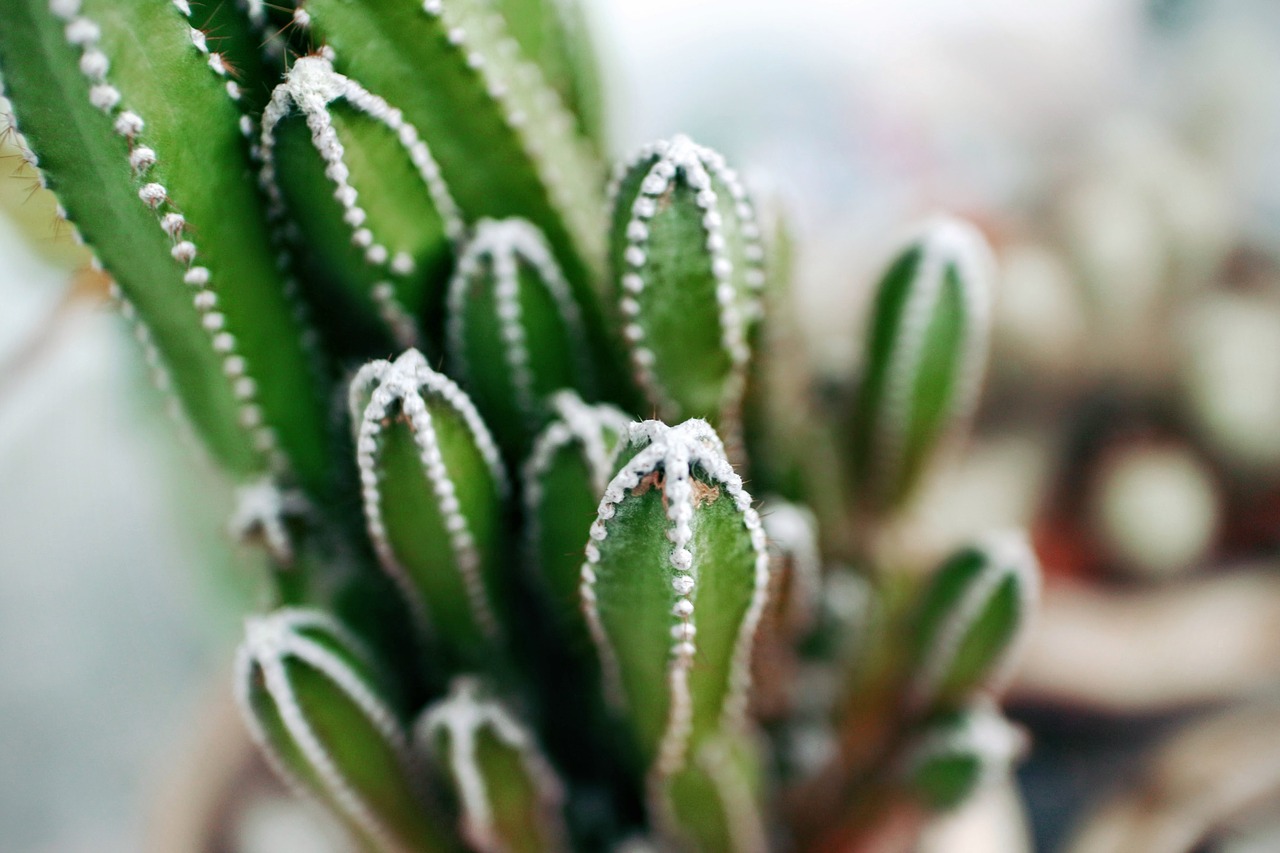 thorns plant green free photo