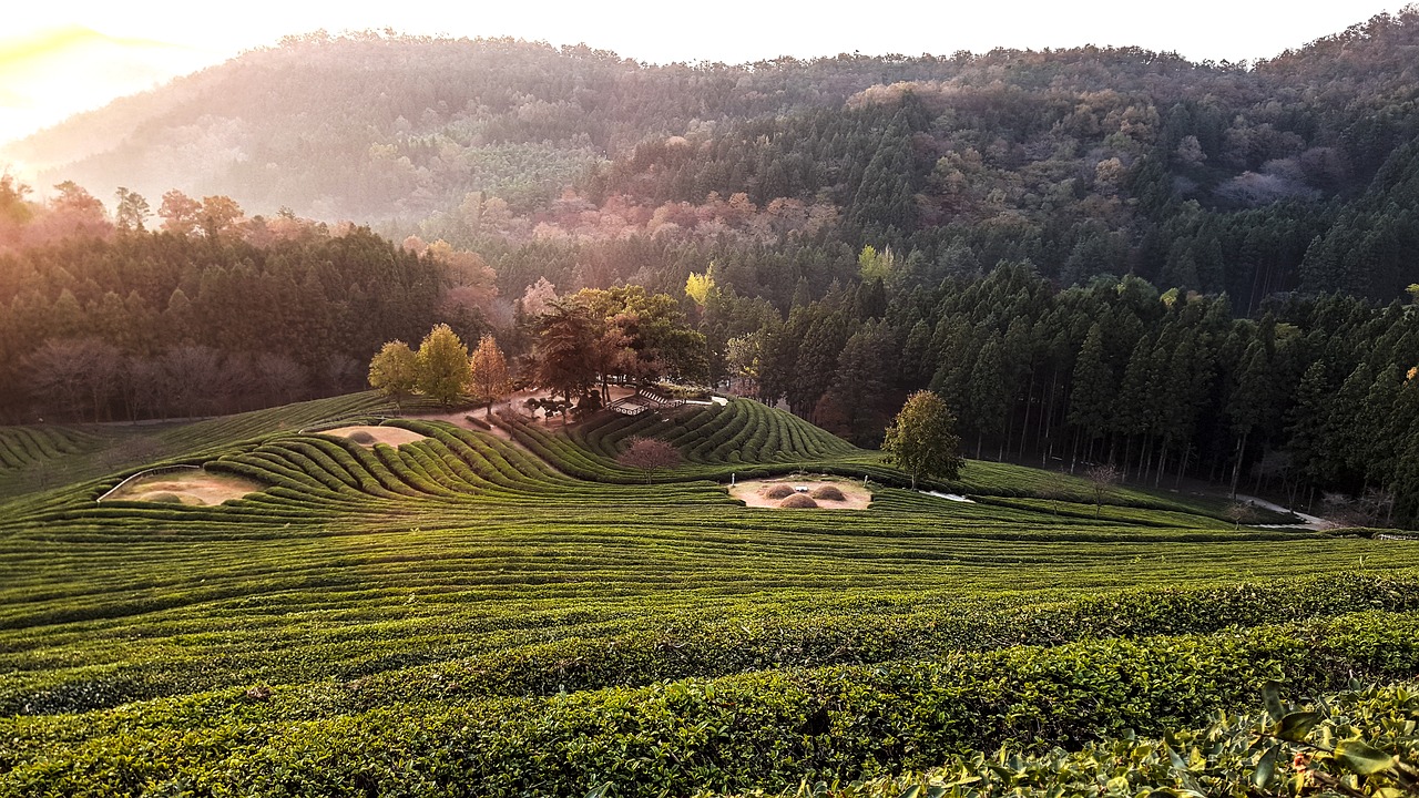 for green tea scenery morning free photo