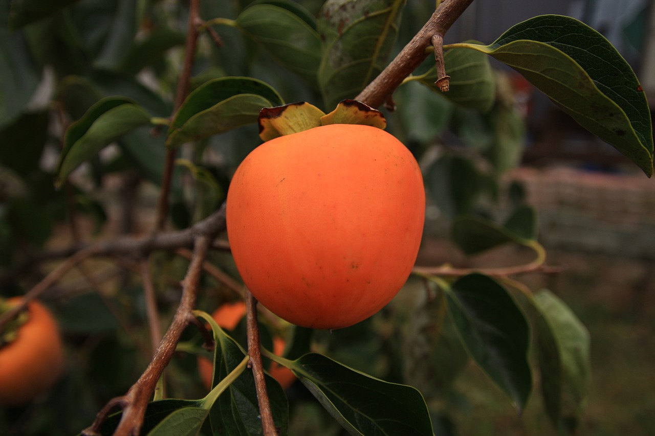 for salary  persimmon  nature free photo