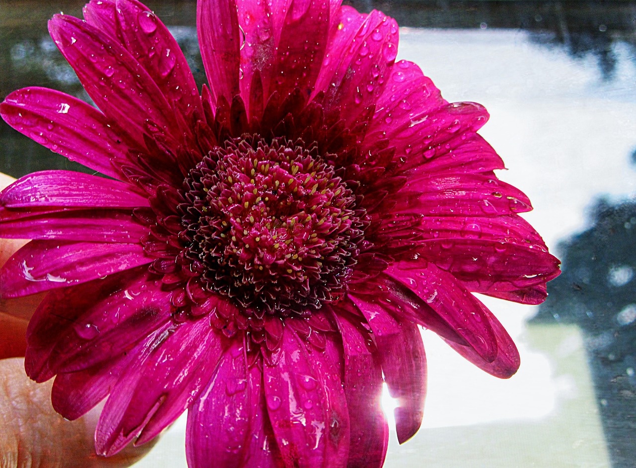 for you gerbera flower free photo