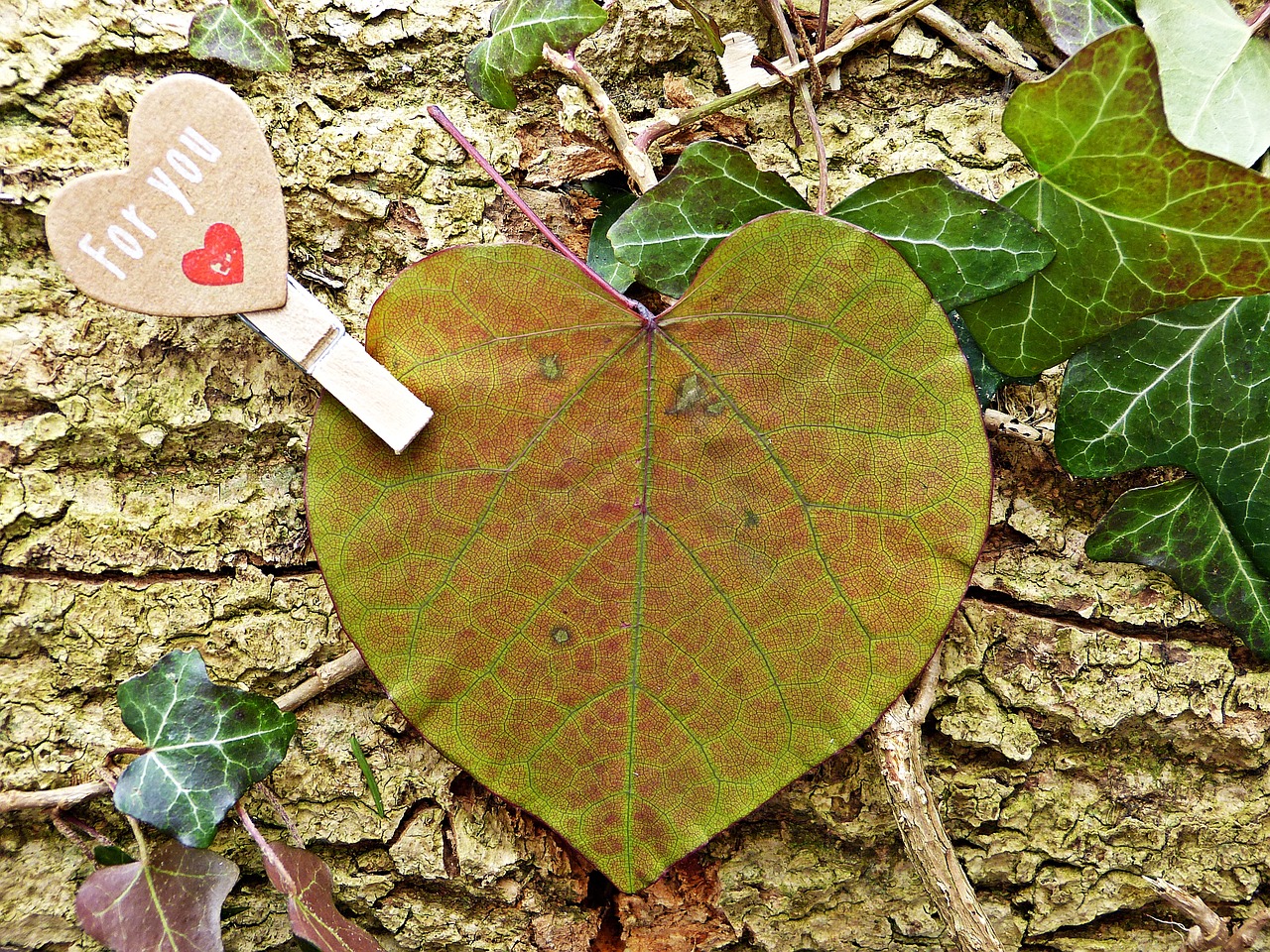 for you heart leaf free photo