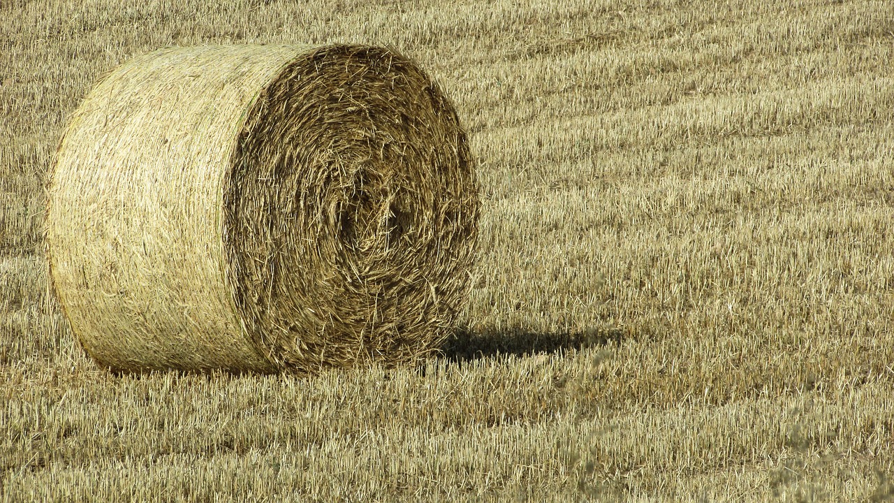 forage dry grass countryside free photo