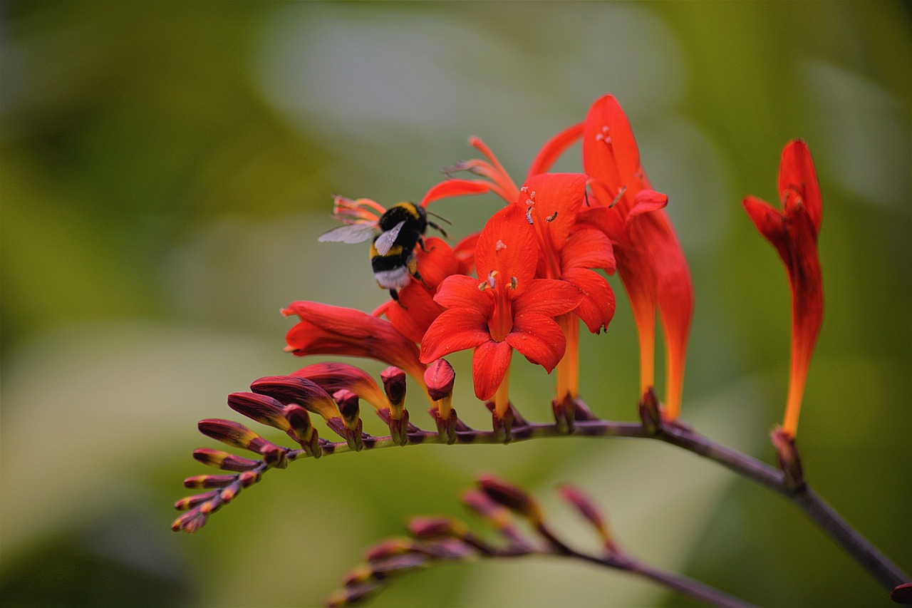 foraging bourdon insect free photo