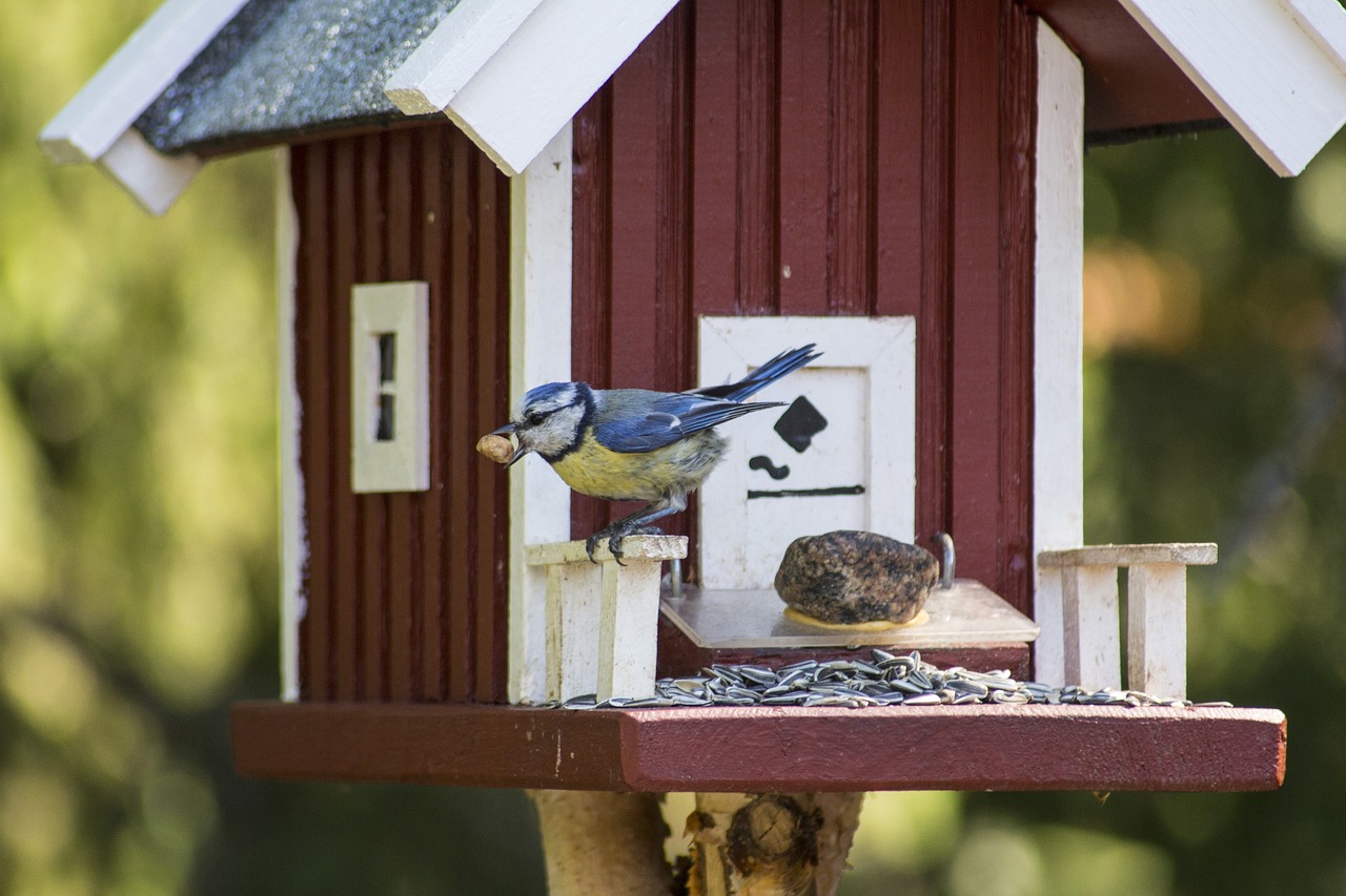 foraging  blue tit  small bird free photo