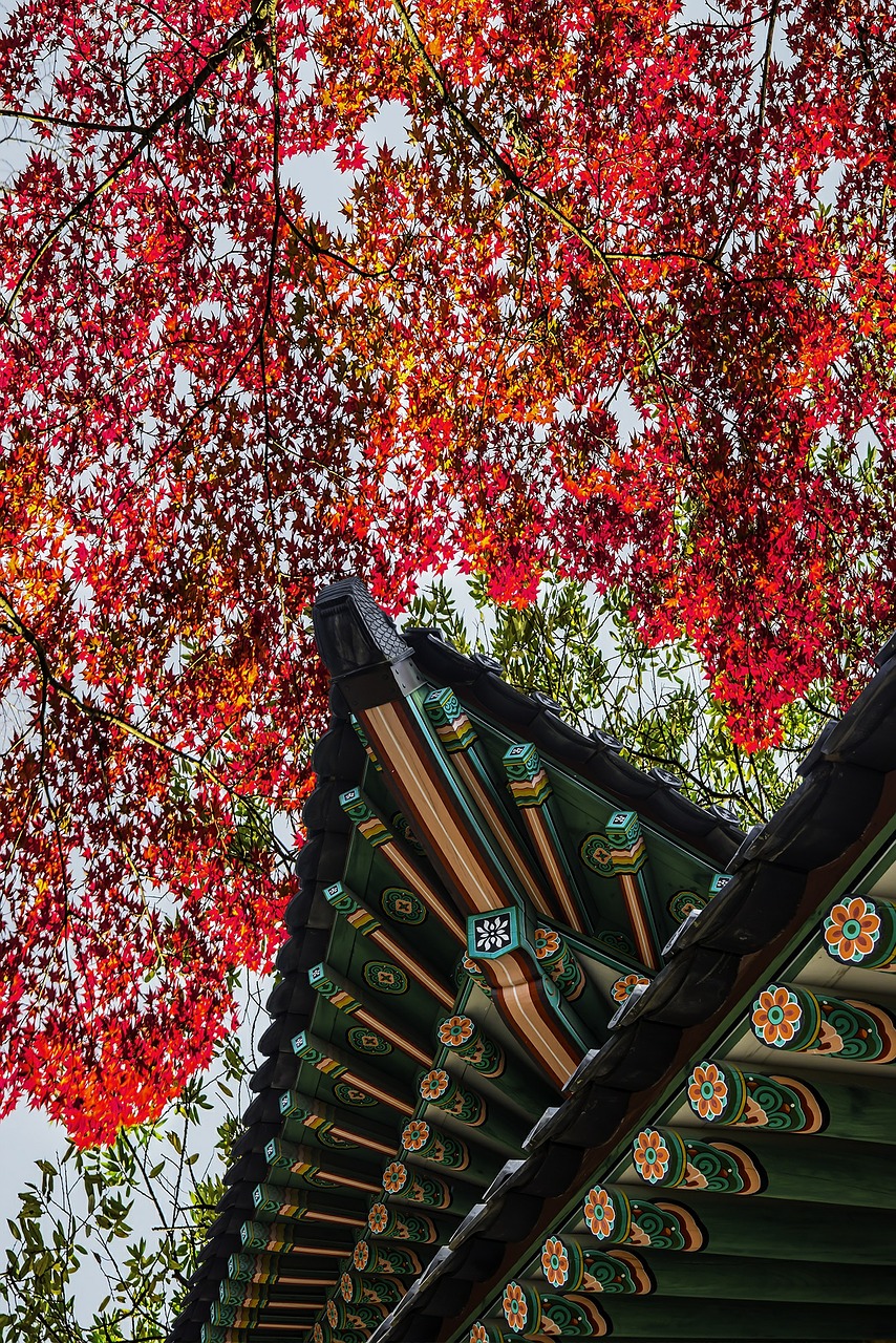forbidden city autumn autumn leaves free photo
