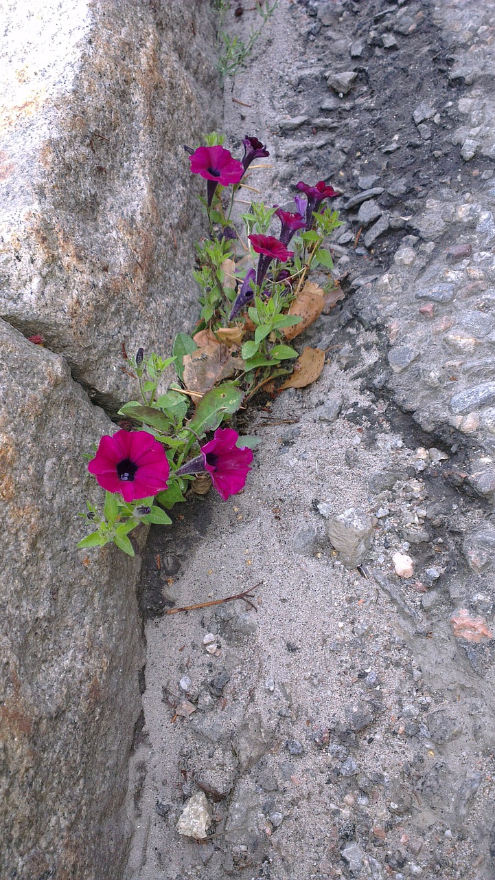 force sidewalk flower free photo