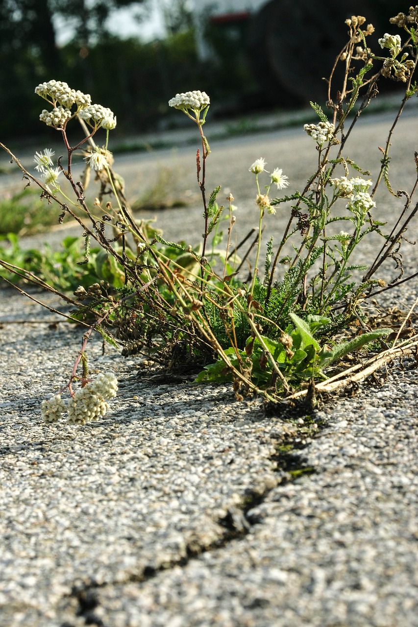 of Force of nature,plant,flower,asphalt,road - from needpix.com