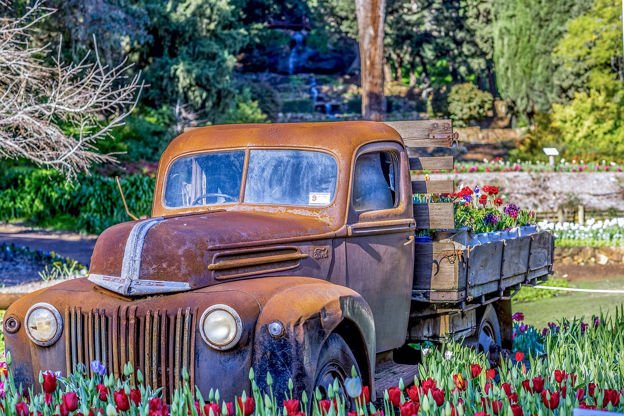 ford  truck  tulips free photo