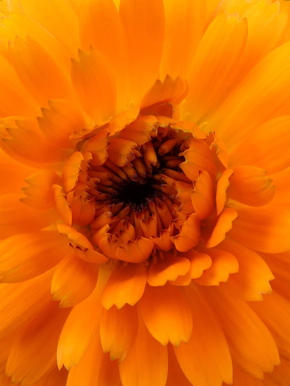 foreground orange color flower free photo