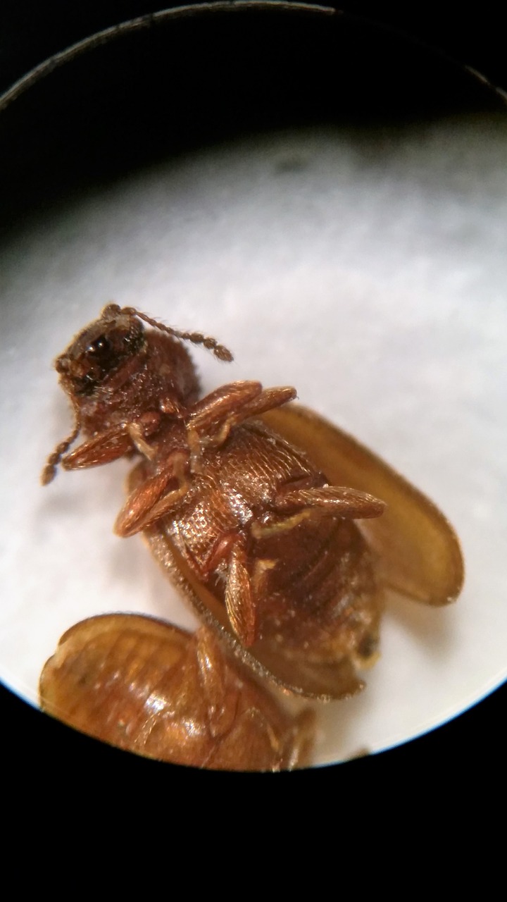 foreign grain beetle beetle saw tooth look alike free photo