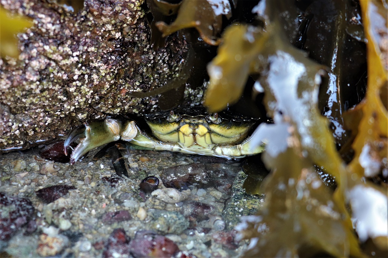 foreshore  green crab  carcinus maenas free photo