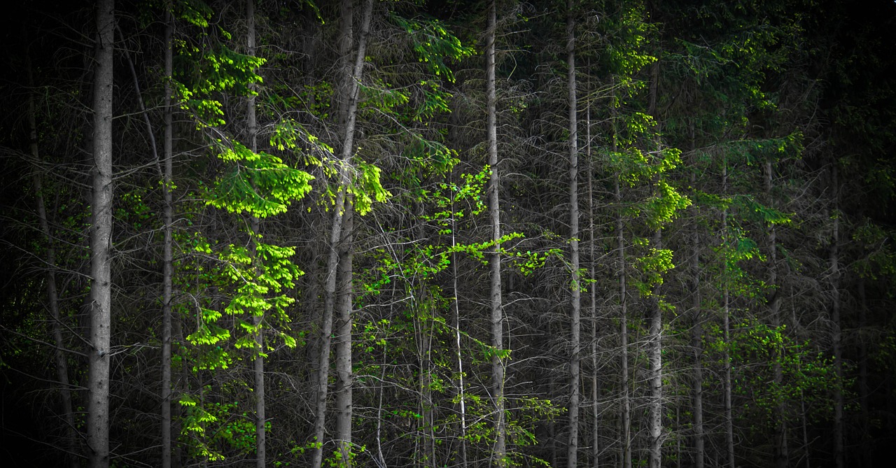 forest tree woods free photo