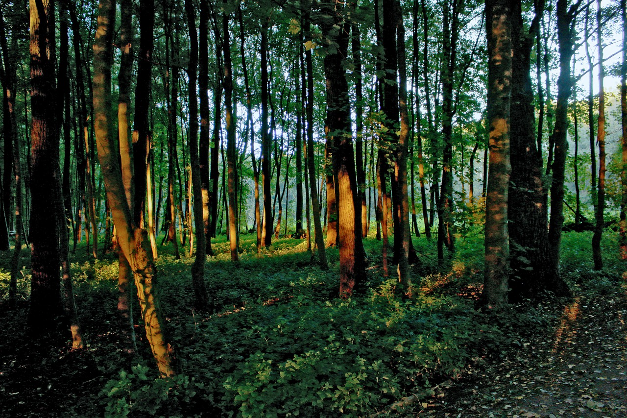 forest light last rays free photo