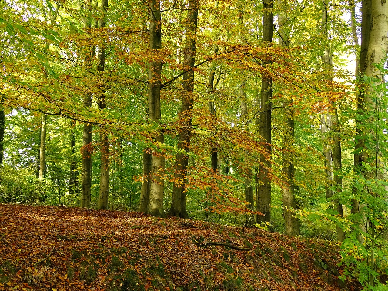 forest autumn leaves free photo