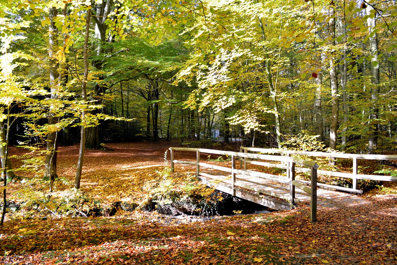 forest leaves autumn free photo