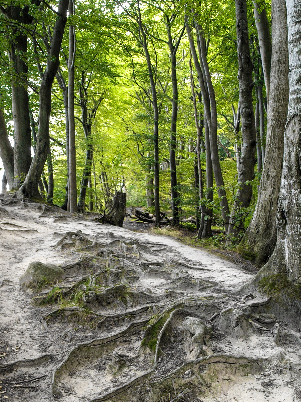 forest trees nature free photo