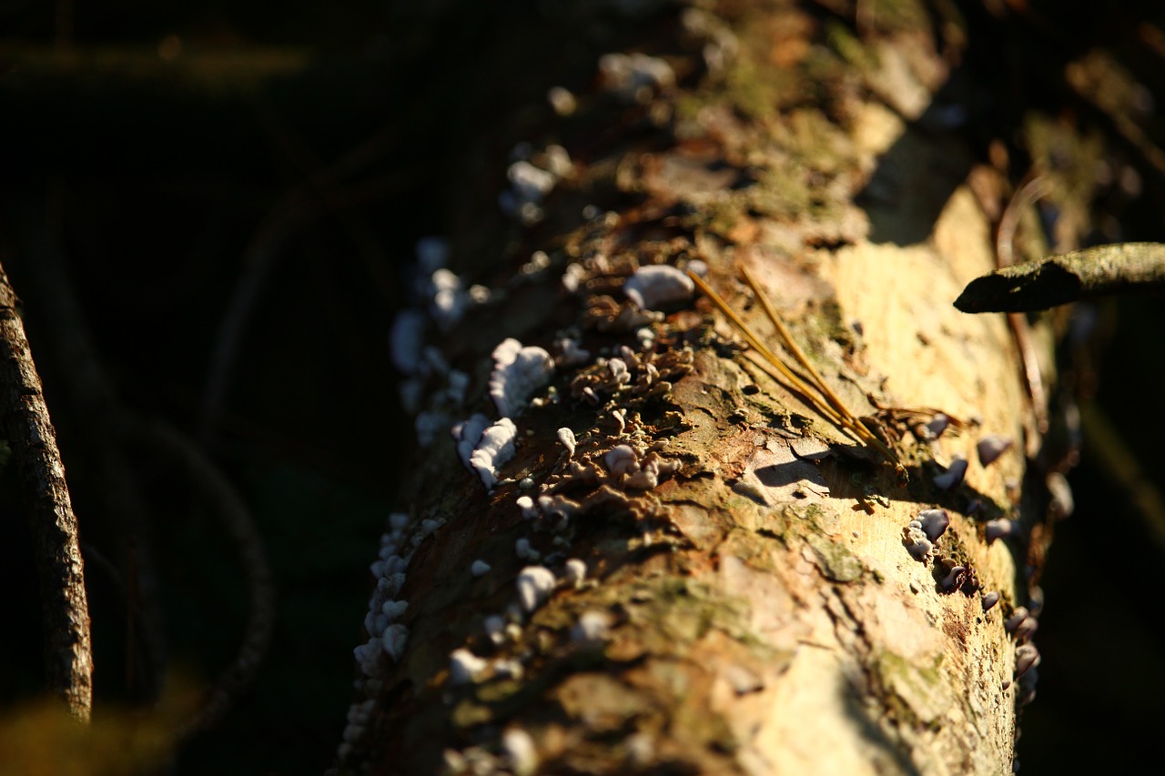 forest log moss free photo