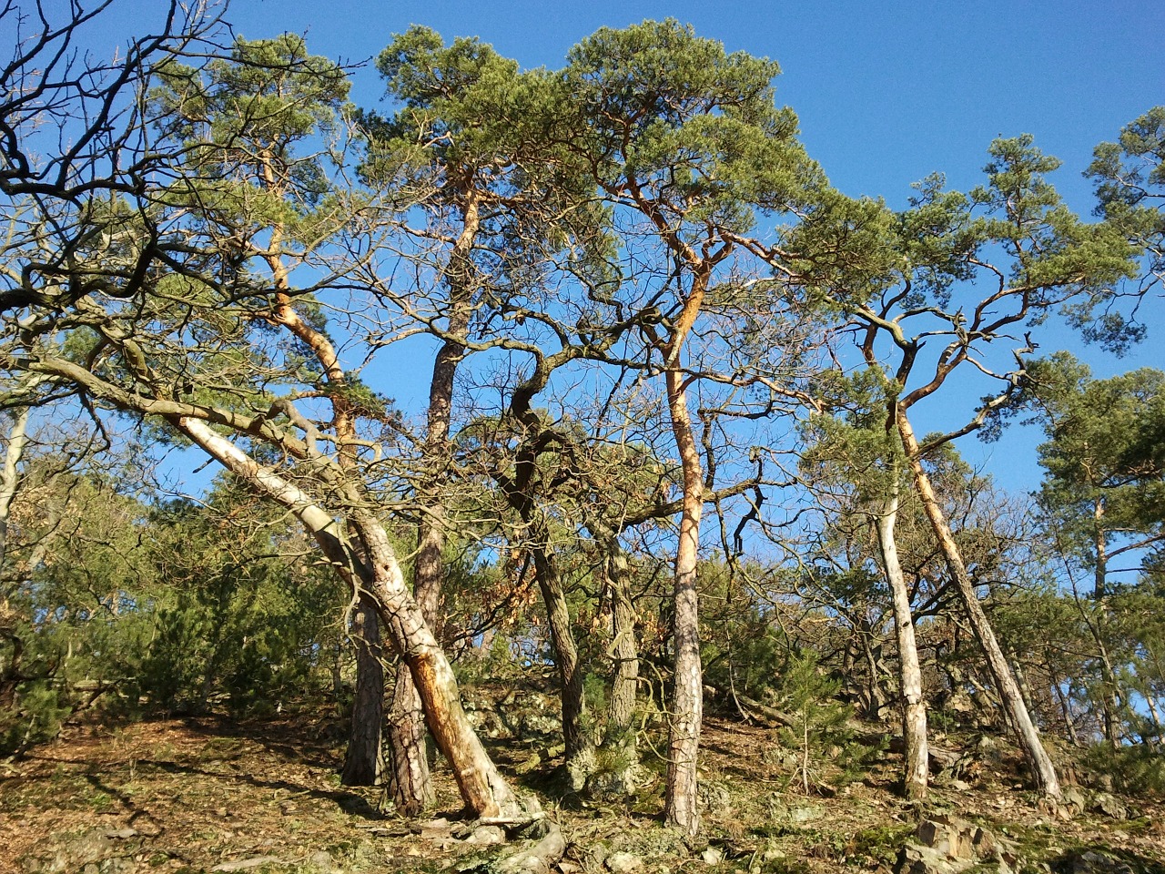 forest trees palatinate forest free photo