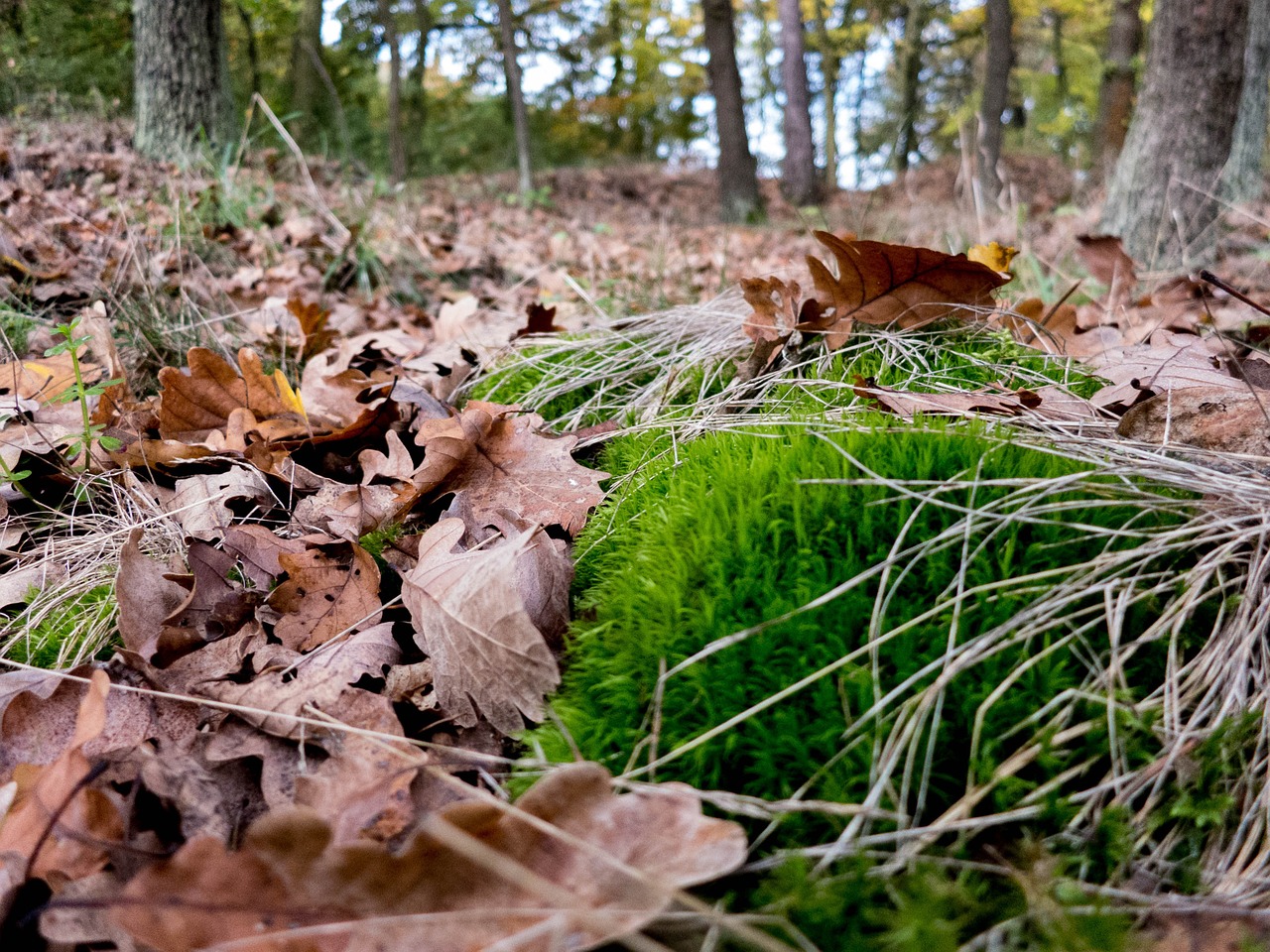 forest moss leaves free photo