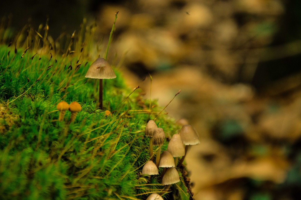 forest fungus fall free photo