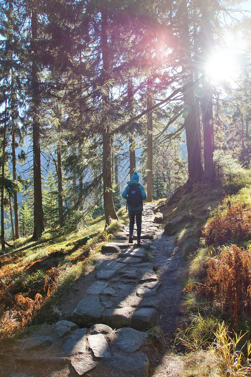 forest mountain trail autumn free photo