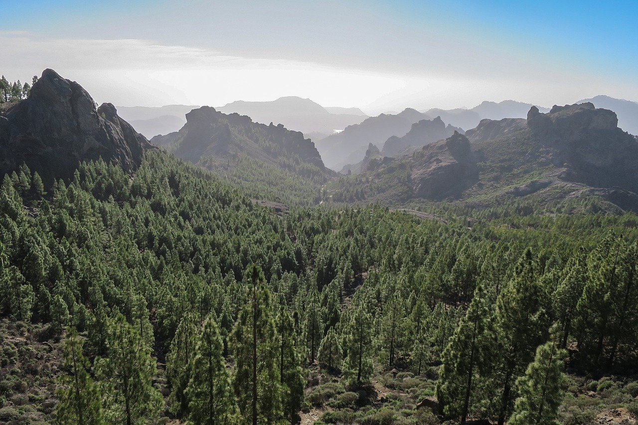 forest canary islands gran-canaria free photo