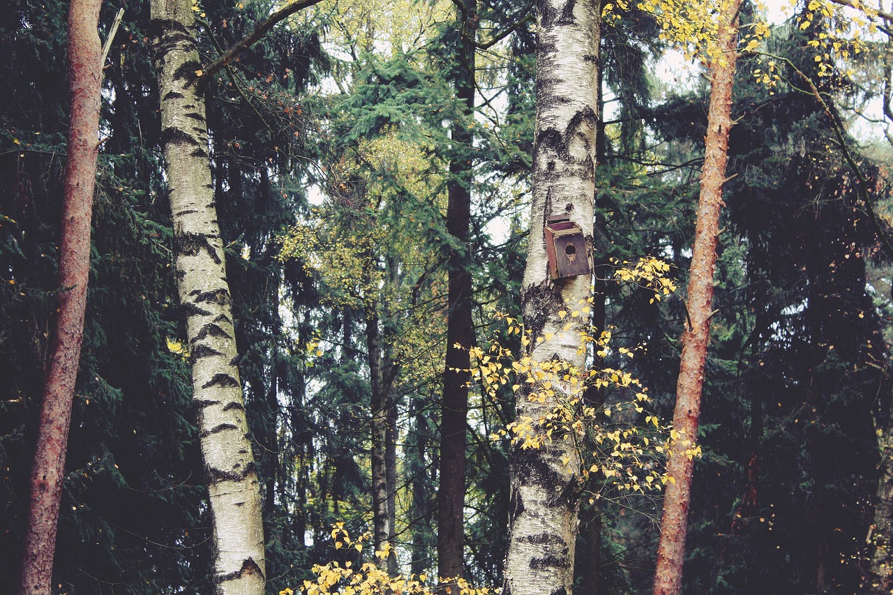 forest trees birch free photo