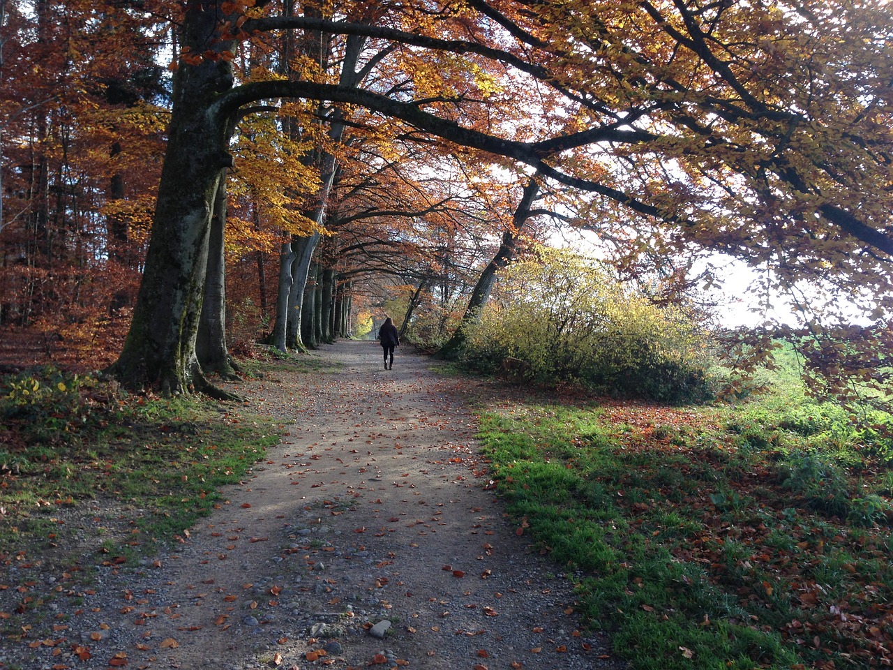 forest away autumn free photo