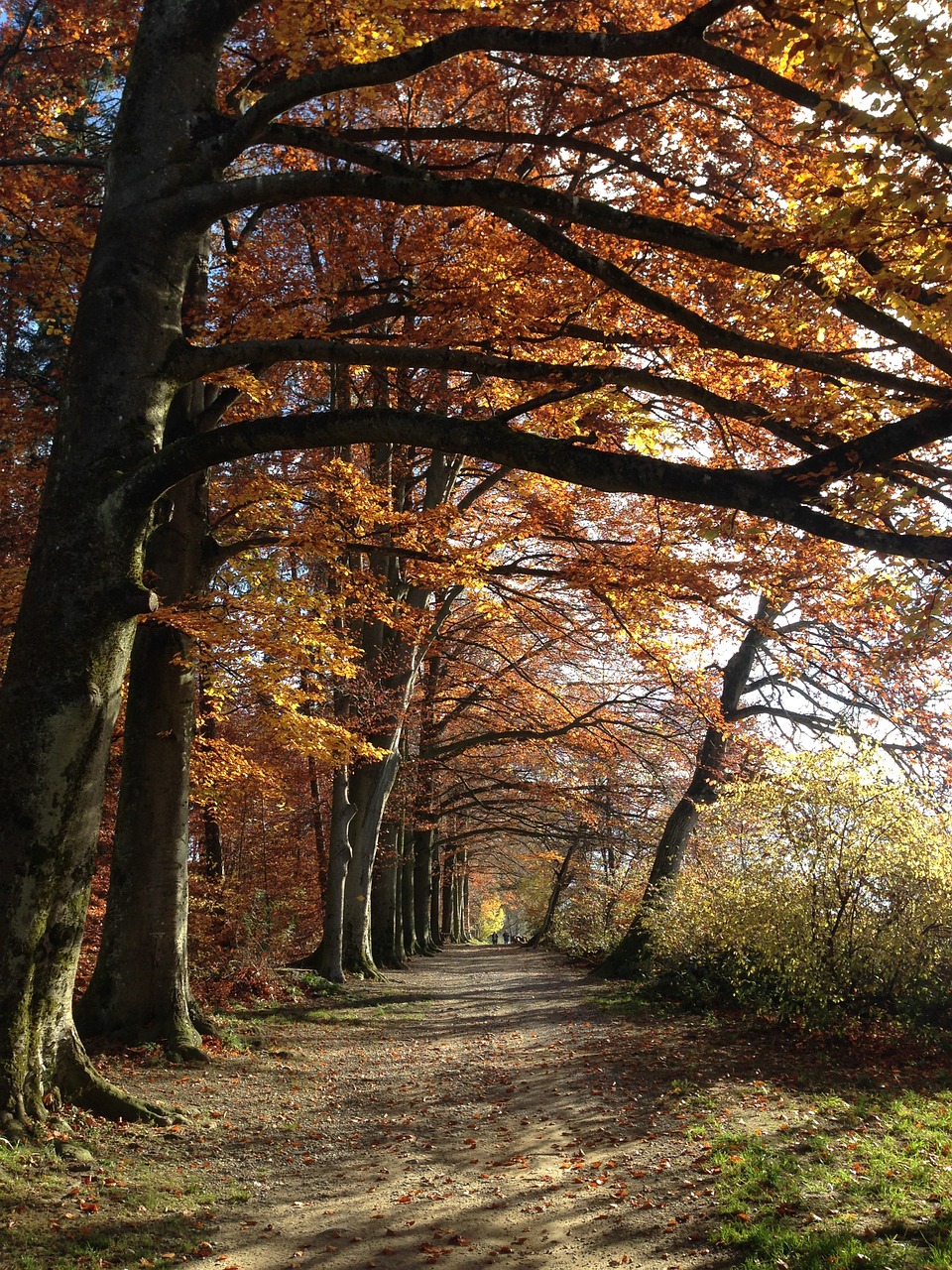 forest away autumn free photo