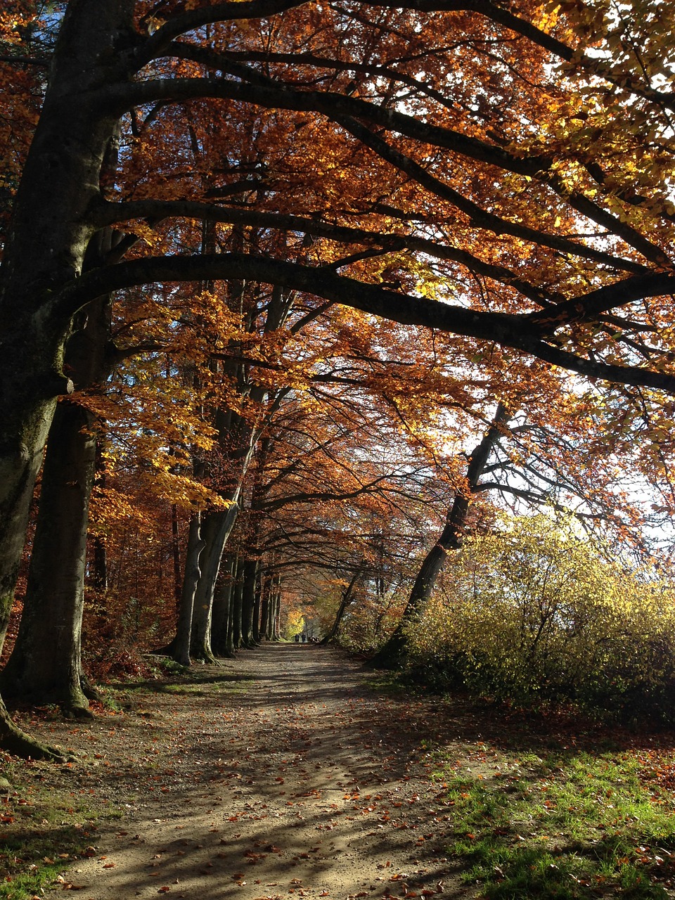 forest nature away free photo